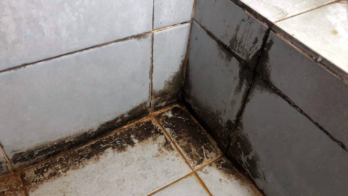 Black mildew growing along the tiles and grout of a shower corner